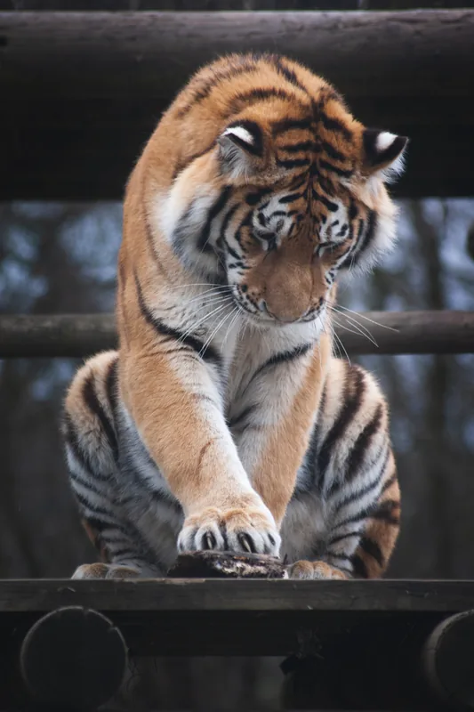Big cat