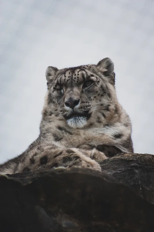 Snow Leopard