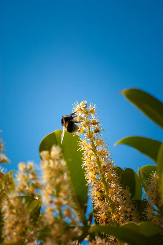 Bumble bee