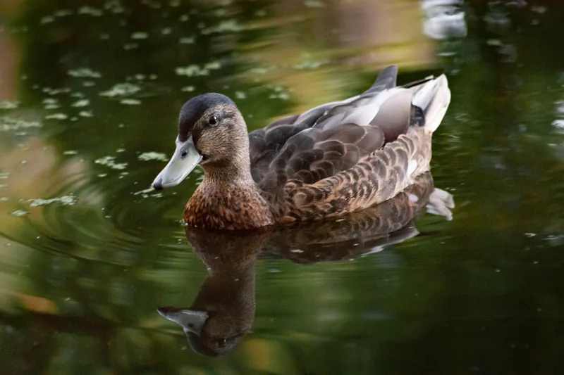 Hey, it's a nice duck