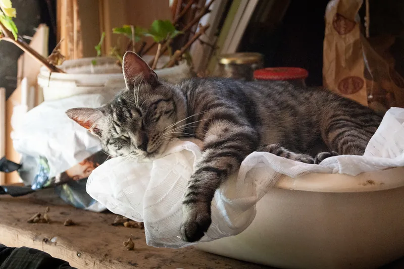 Sleepy