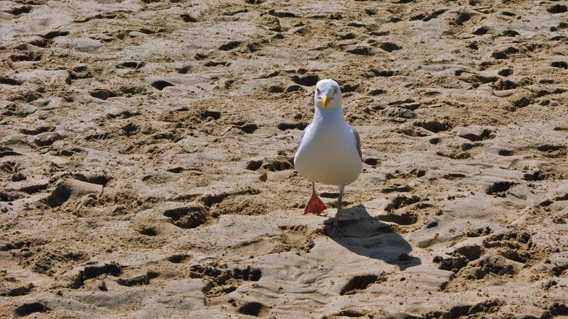 Oh lawd, he comin'