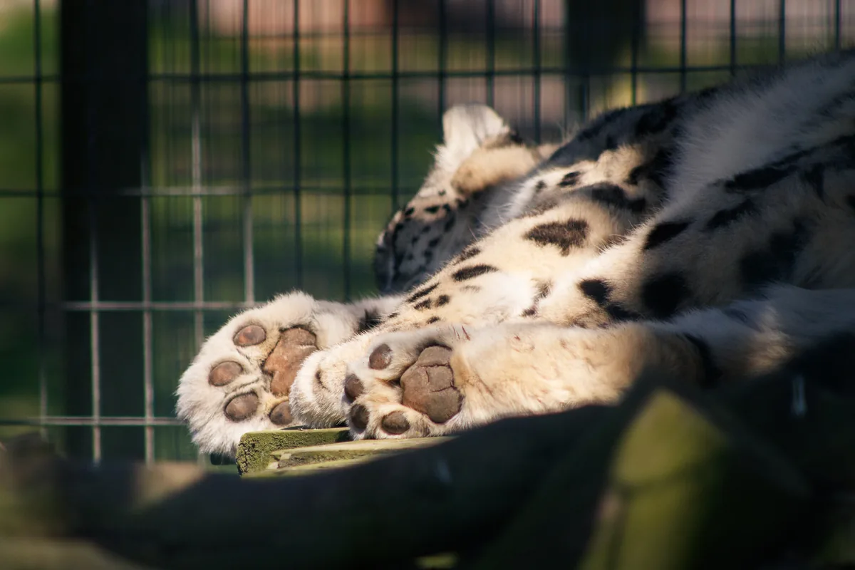 Paws & Peace