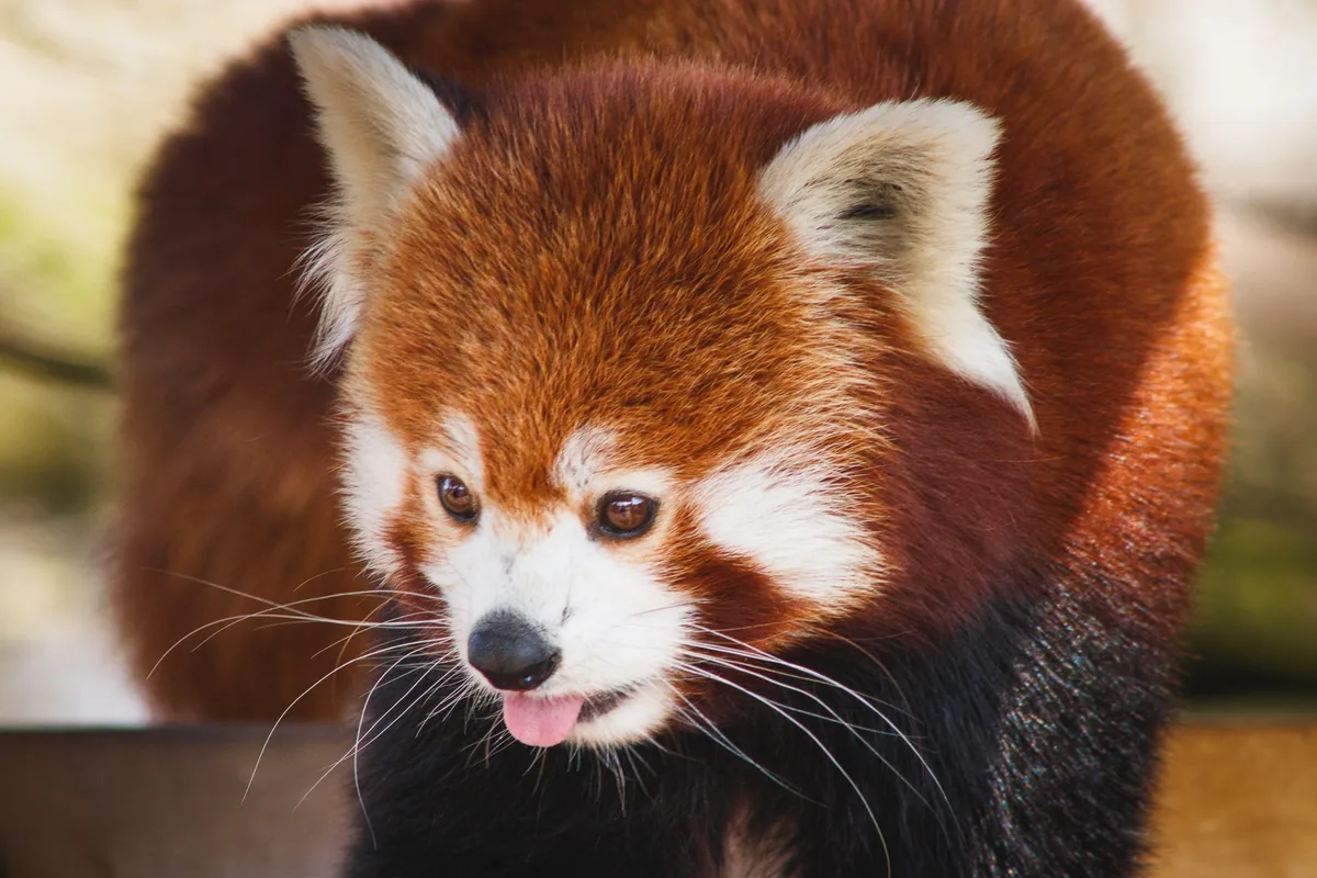Blep