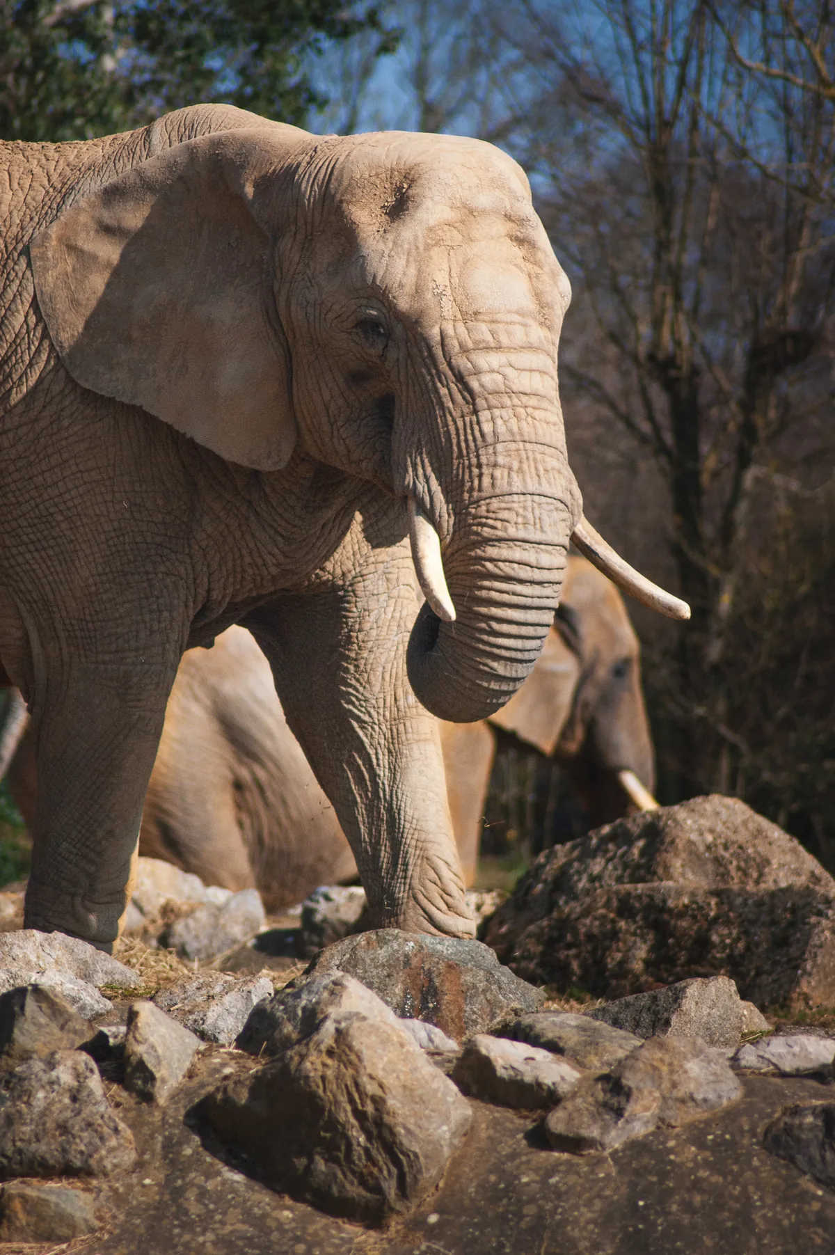 African Elephant
