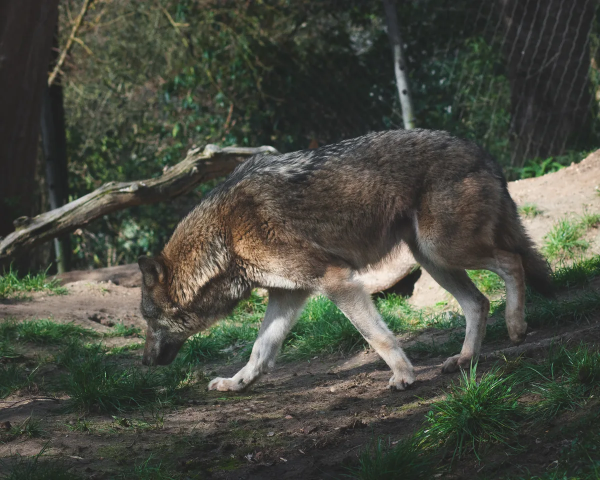 Eurasian Grey Wolf