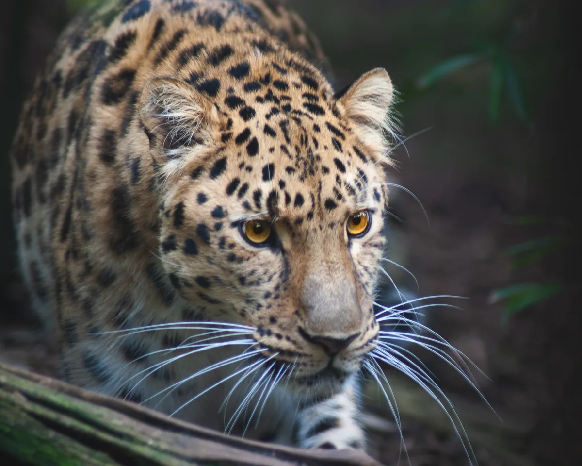 Amur Leopard