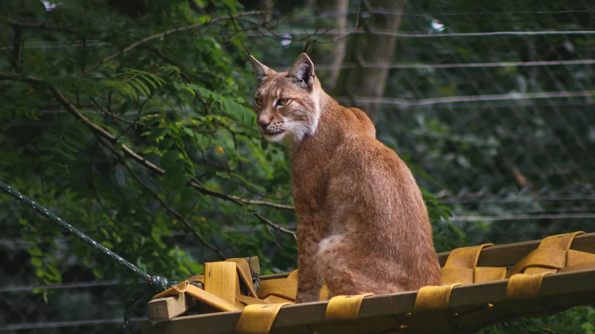 Eurasian Lynx