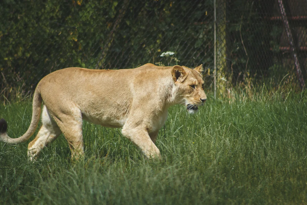African Lion