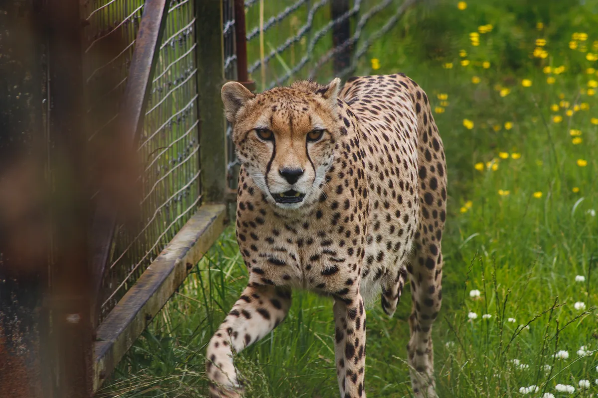 Cheetah