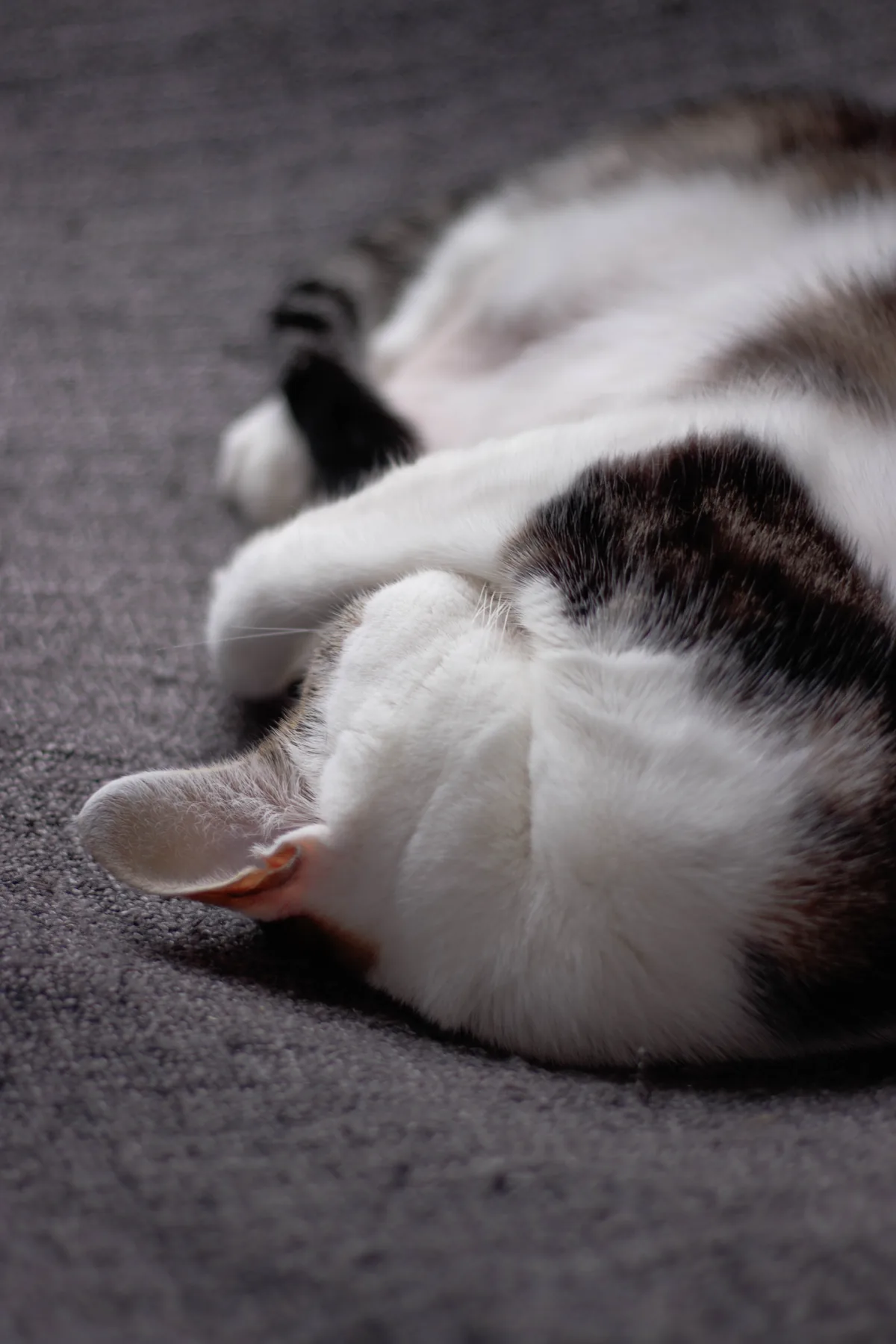 Sleepyhead
