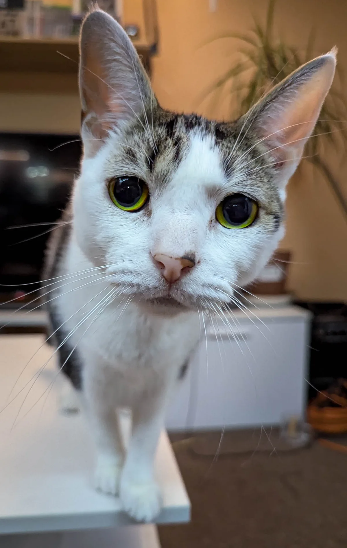 The Stare
