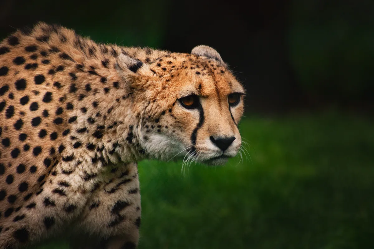 Cheetah