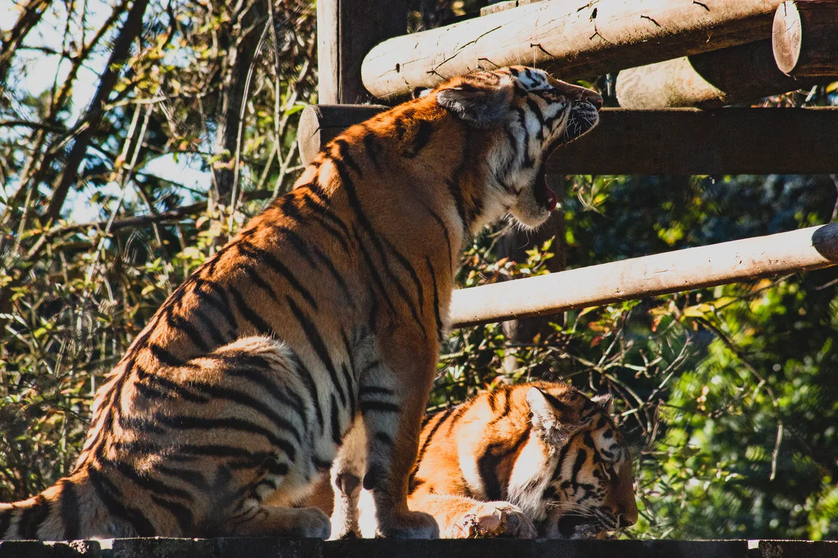 Amur tiger