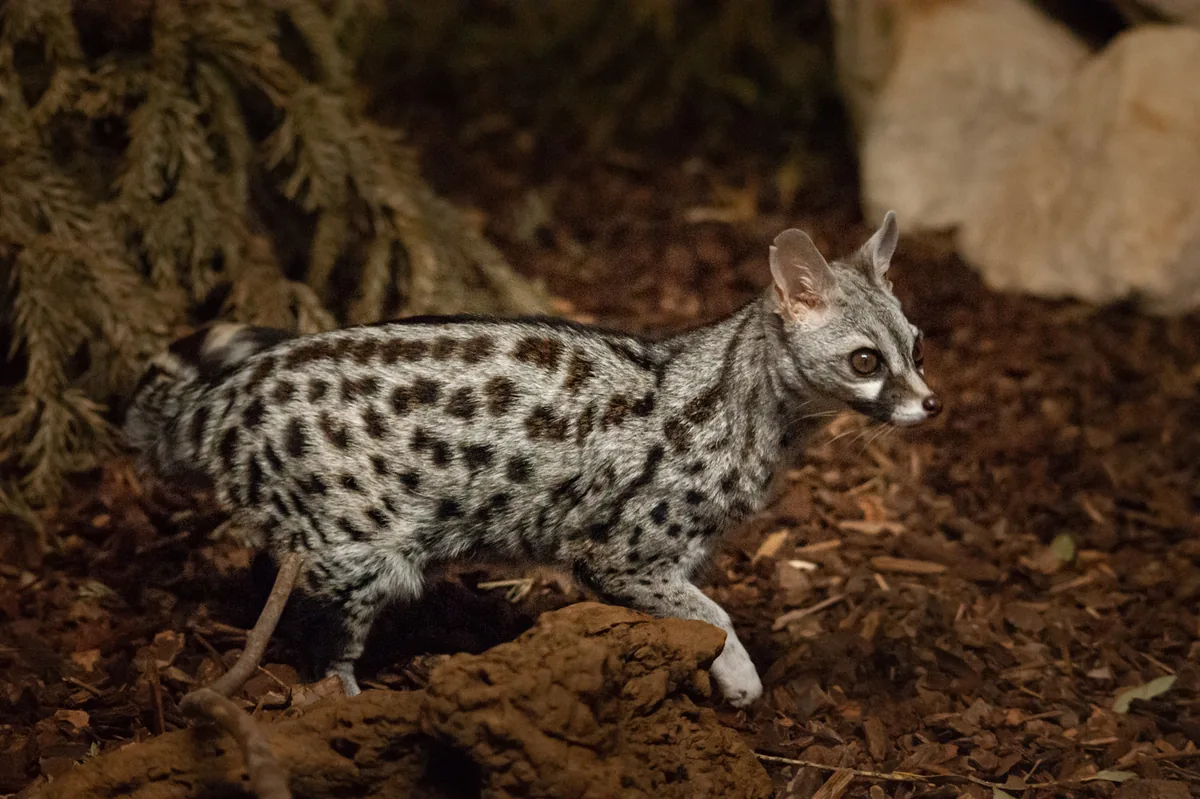 Common genet