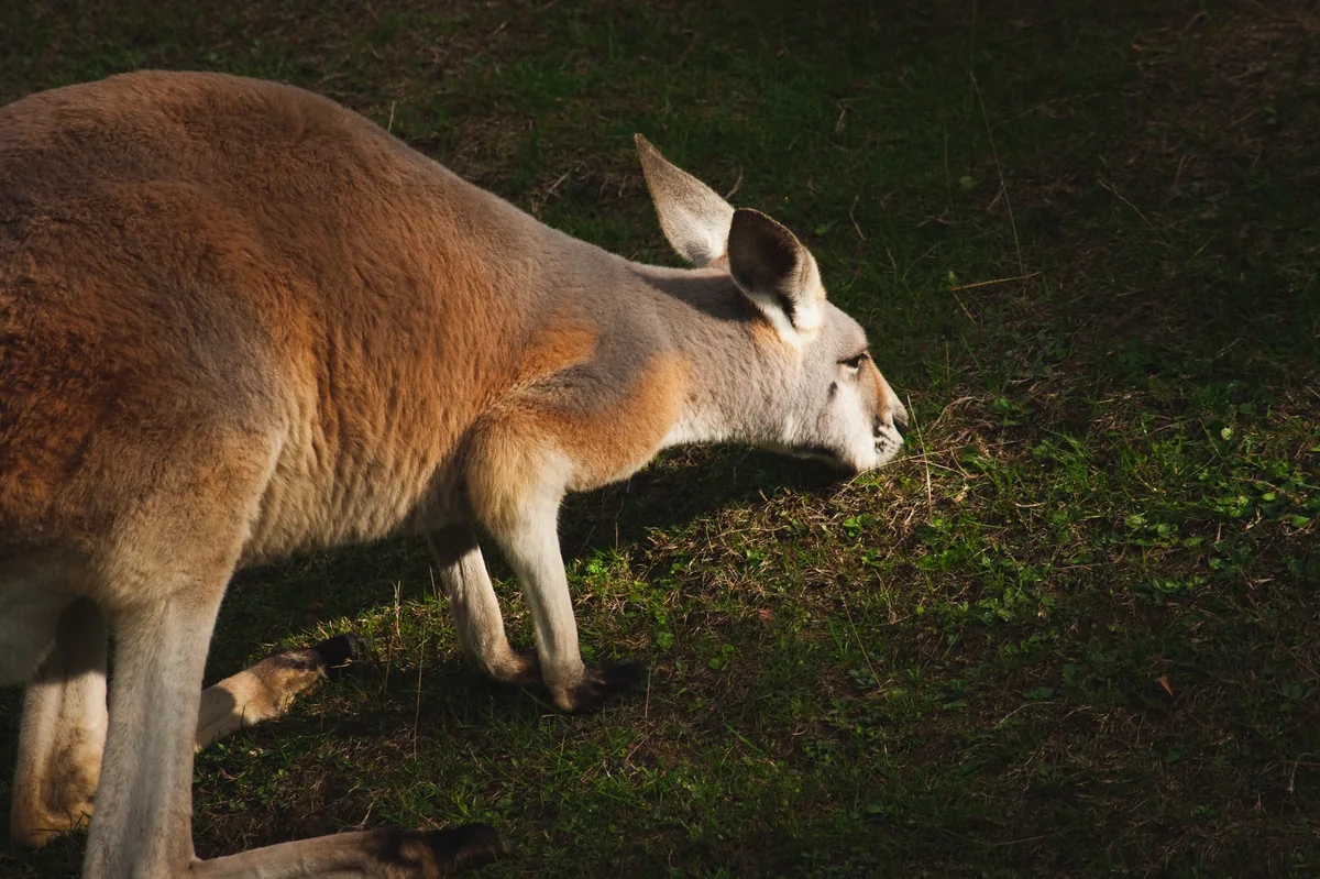 Kangaroo