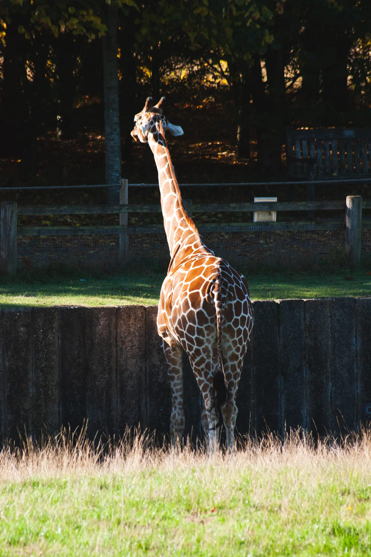 Giraffe