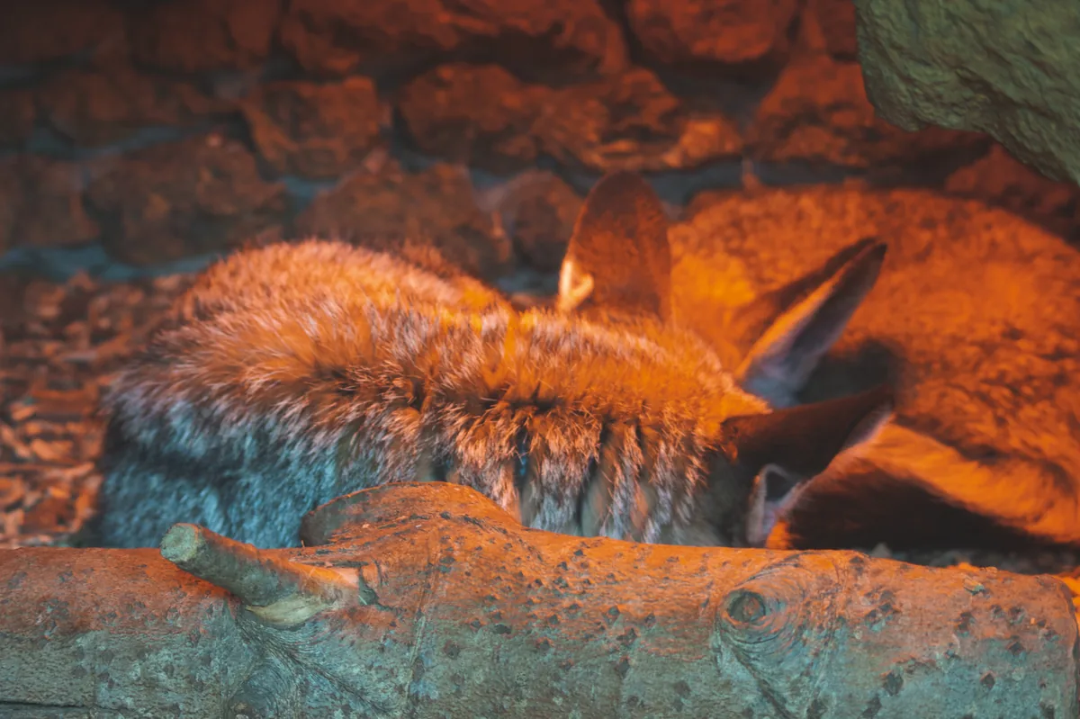 Bat-Eared Fox