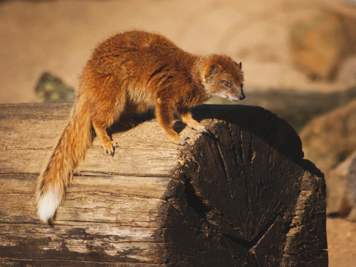 Yellow Mongoose