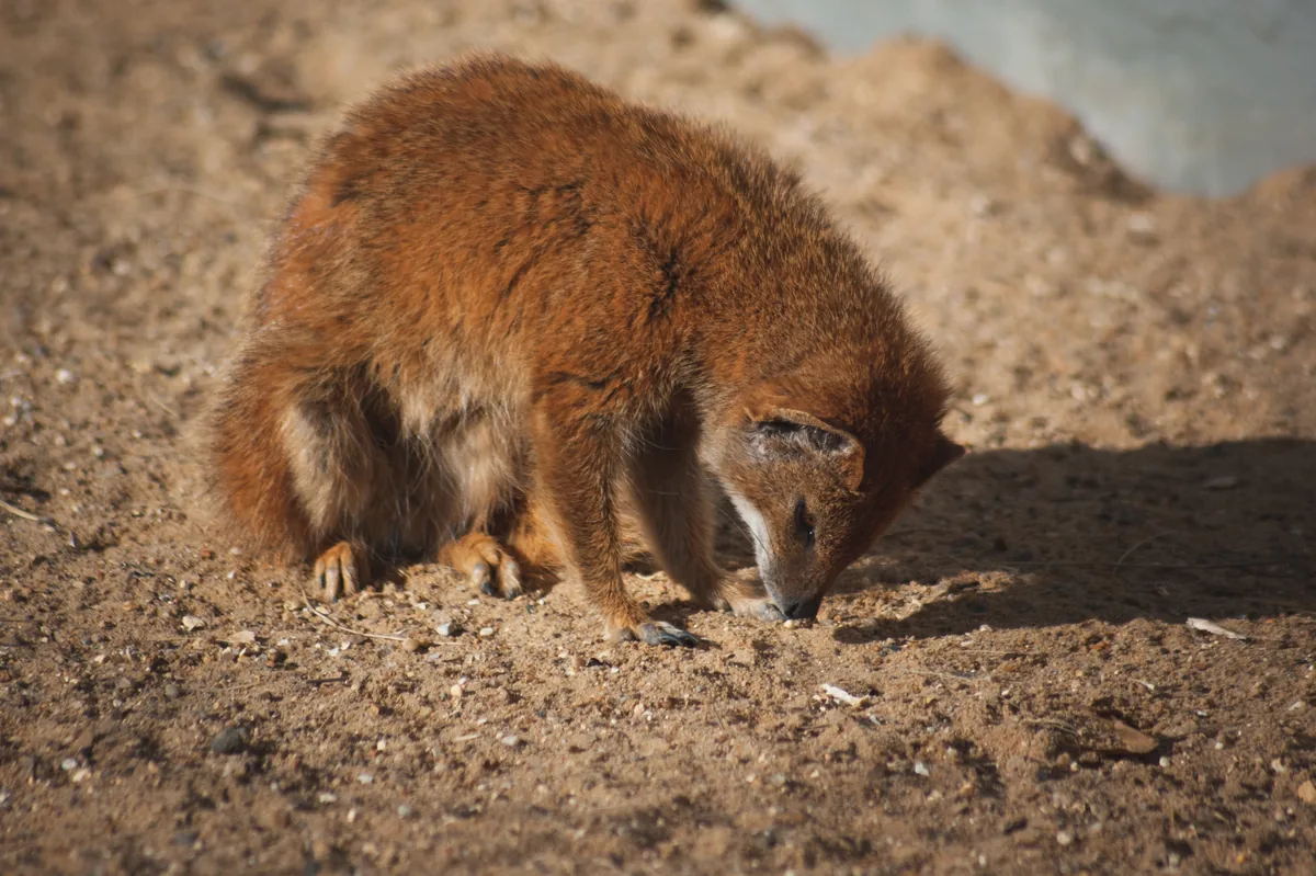 Yellow Mongoose