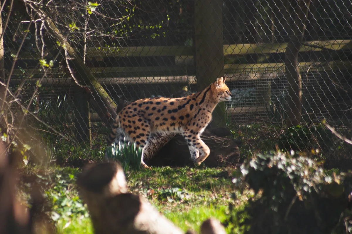 Serval