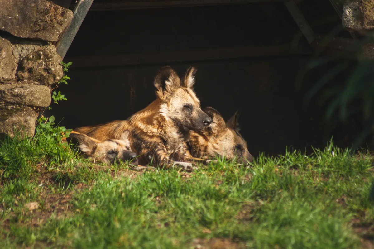 Cape Hunting Dog