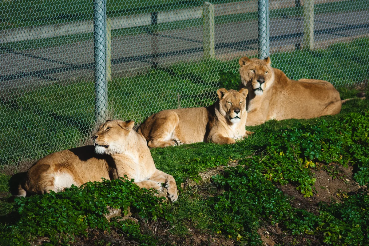 African Lion