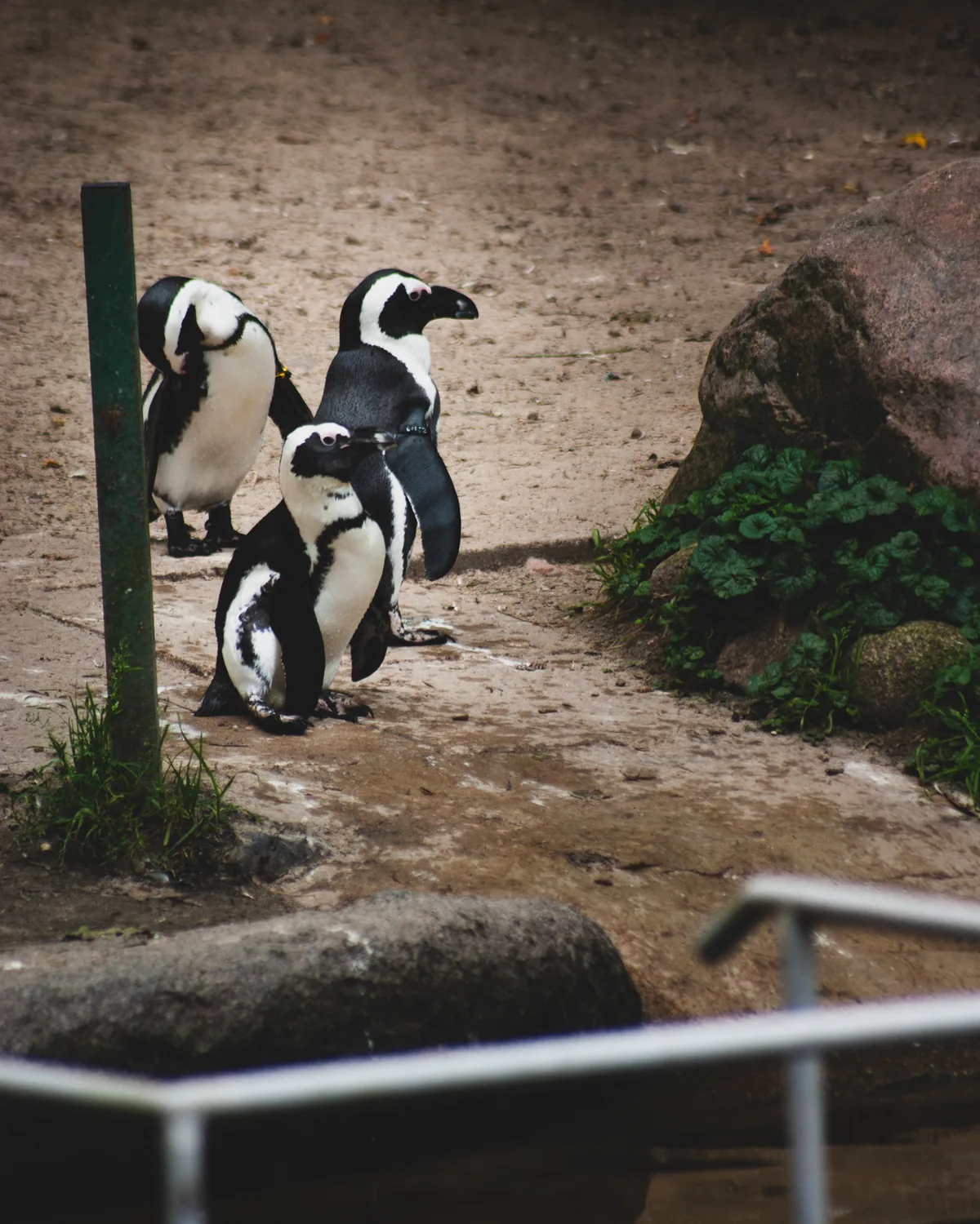 Penguins