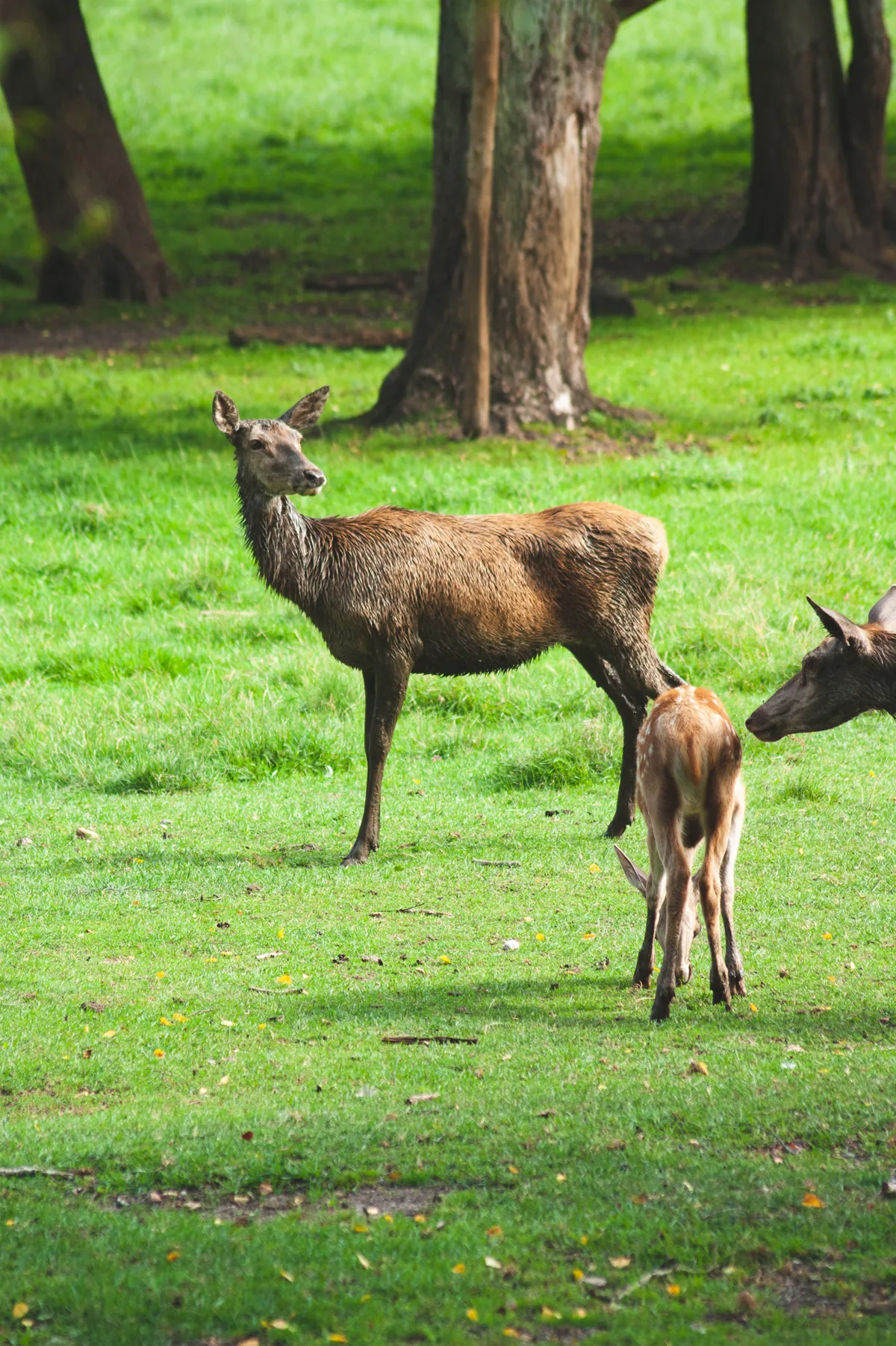 Red Deer