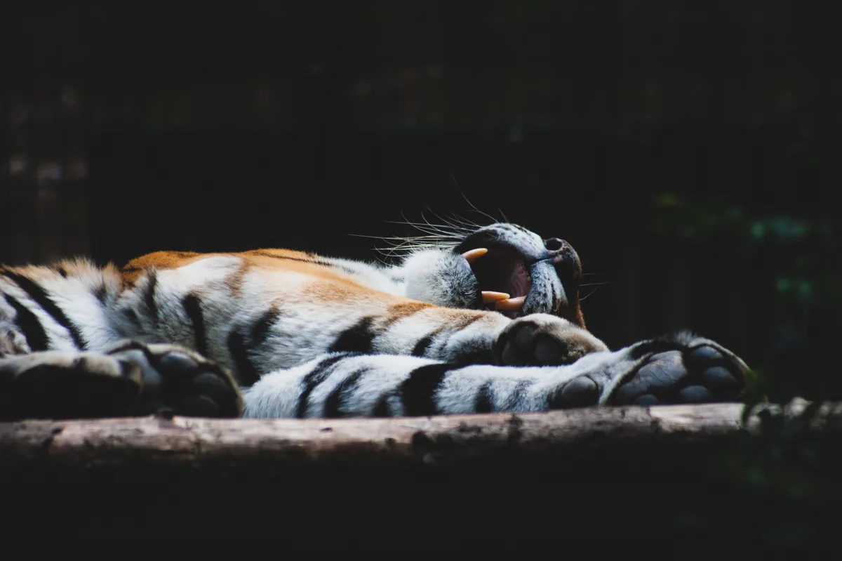 Tiger