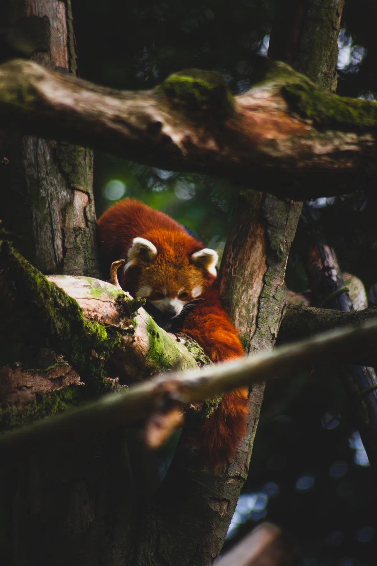 Red Panda