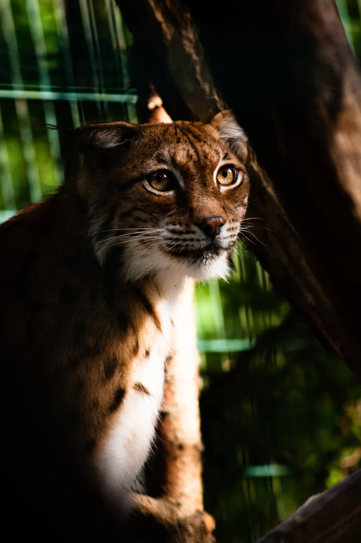 Lynx lynx