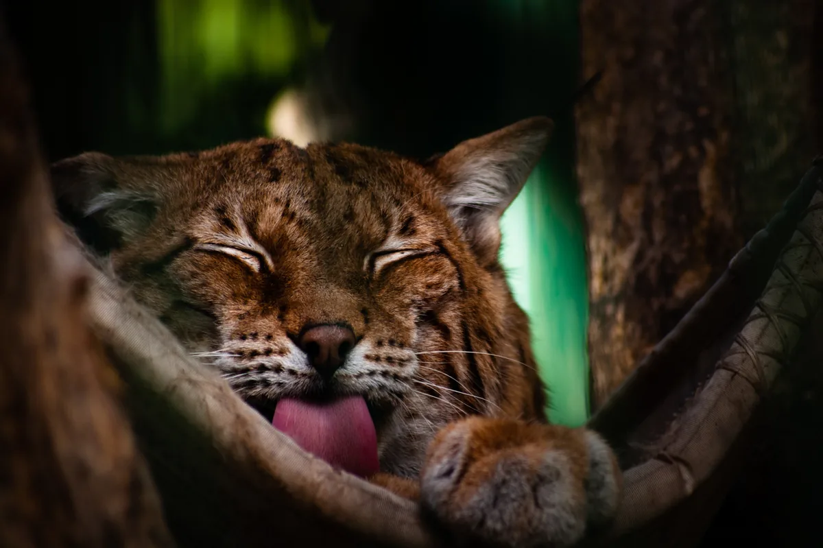 Lynx lynx