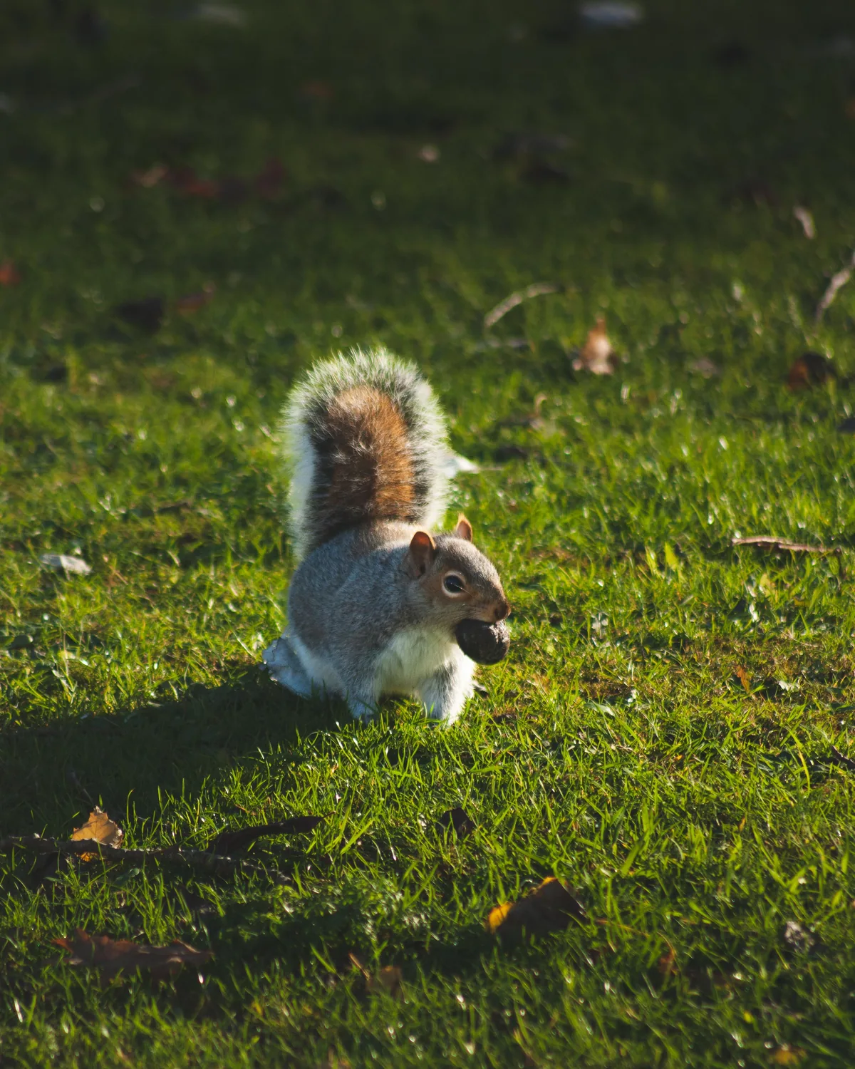 Squirrel