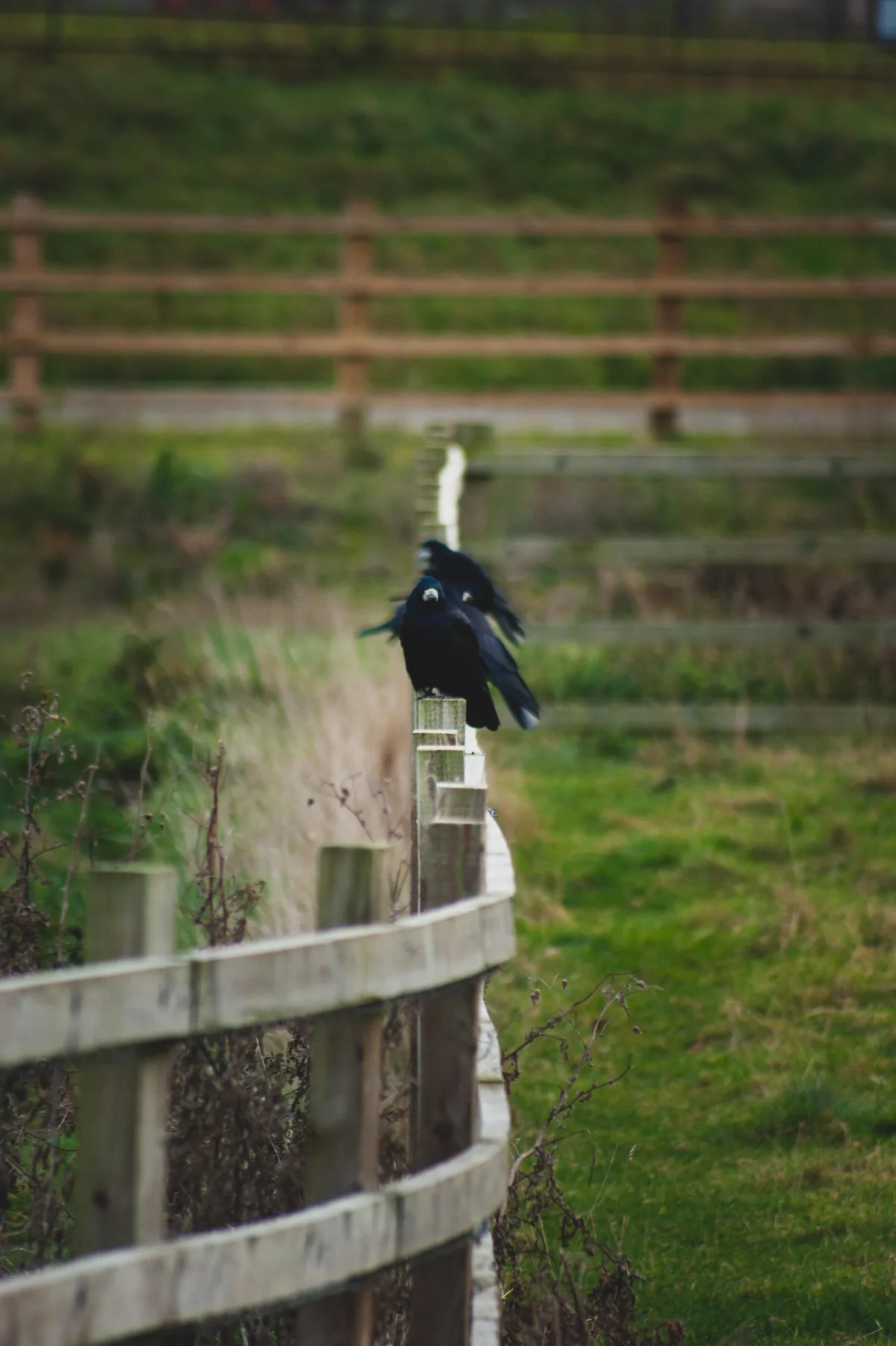 A murder of crows