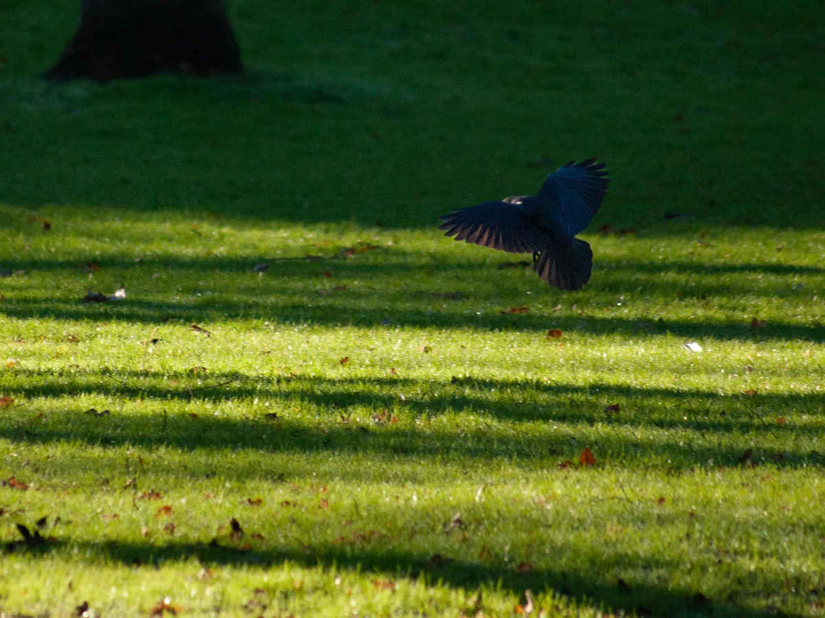 Landing