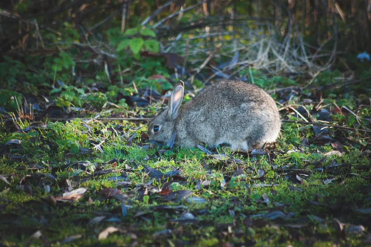 Bun bun