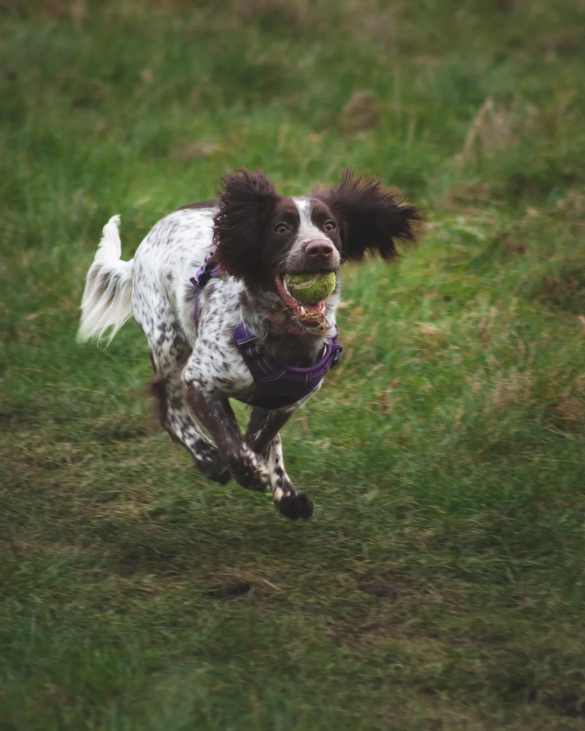 Hoverdog