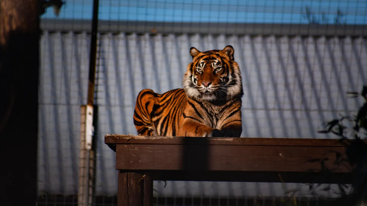 Sumatran tiger