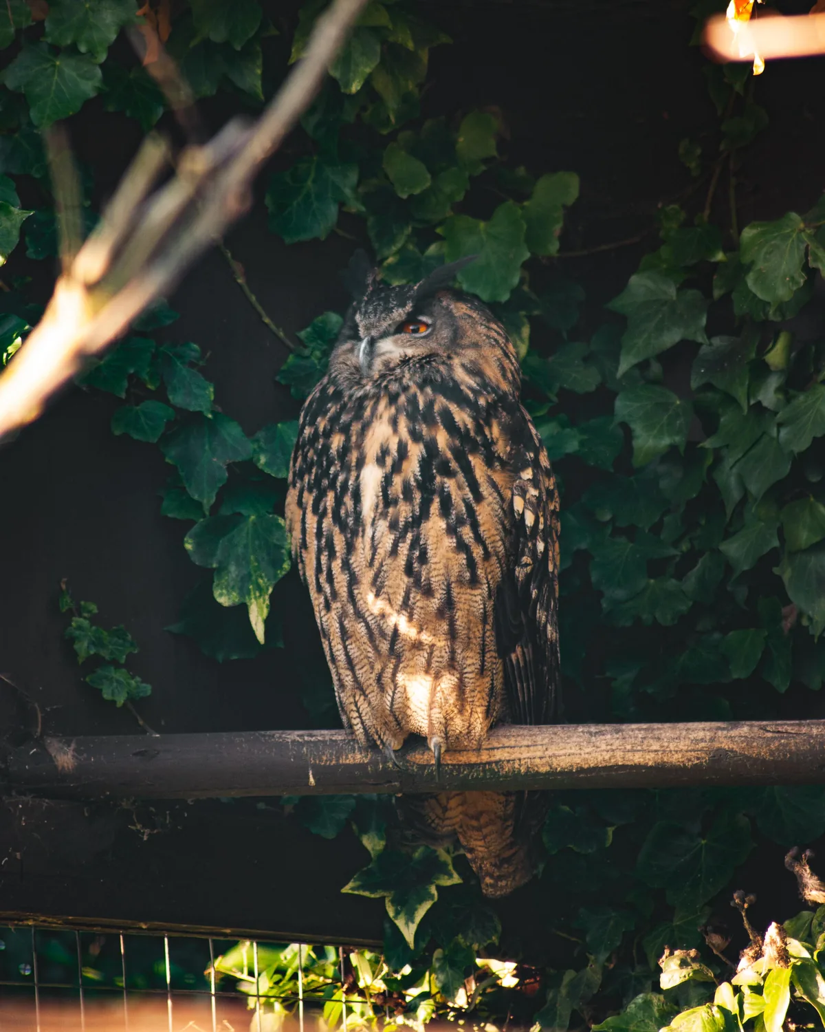 Eurasian Eagle Owl
