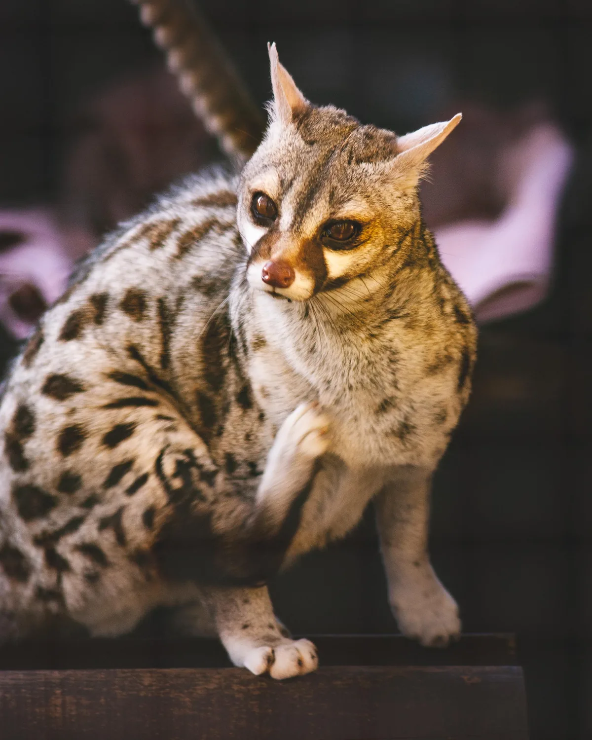 Pardine Genet