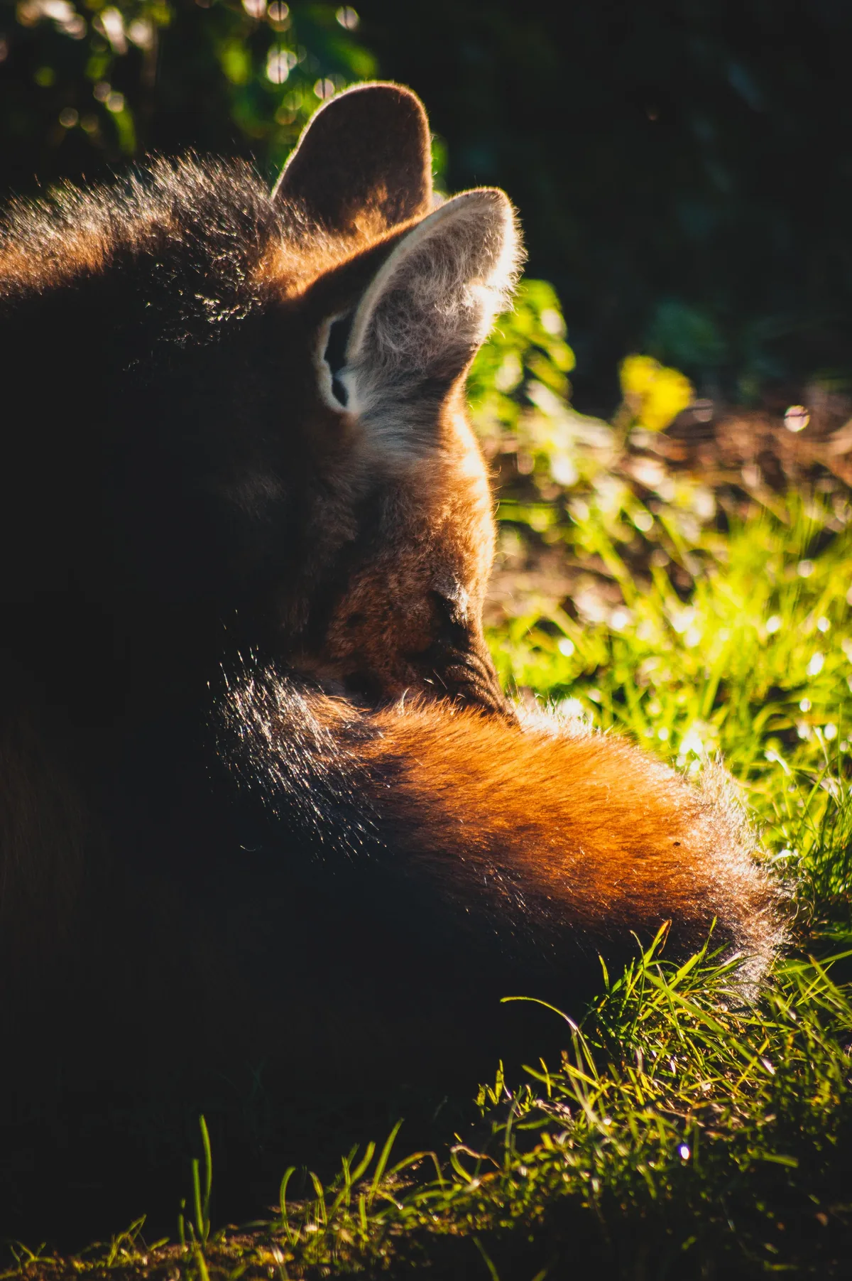 Maned wolf