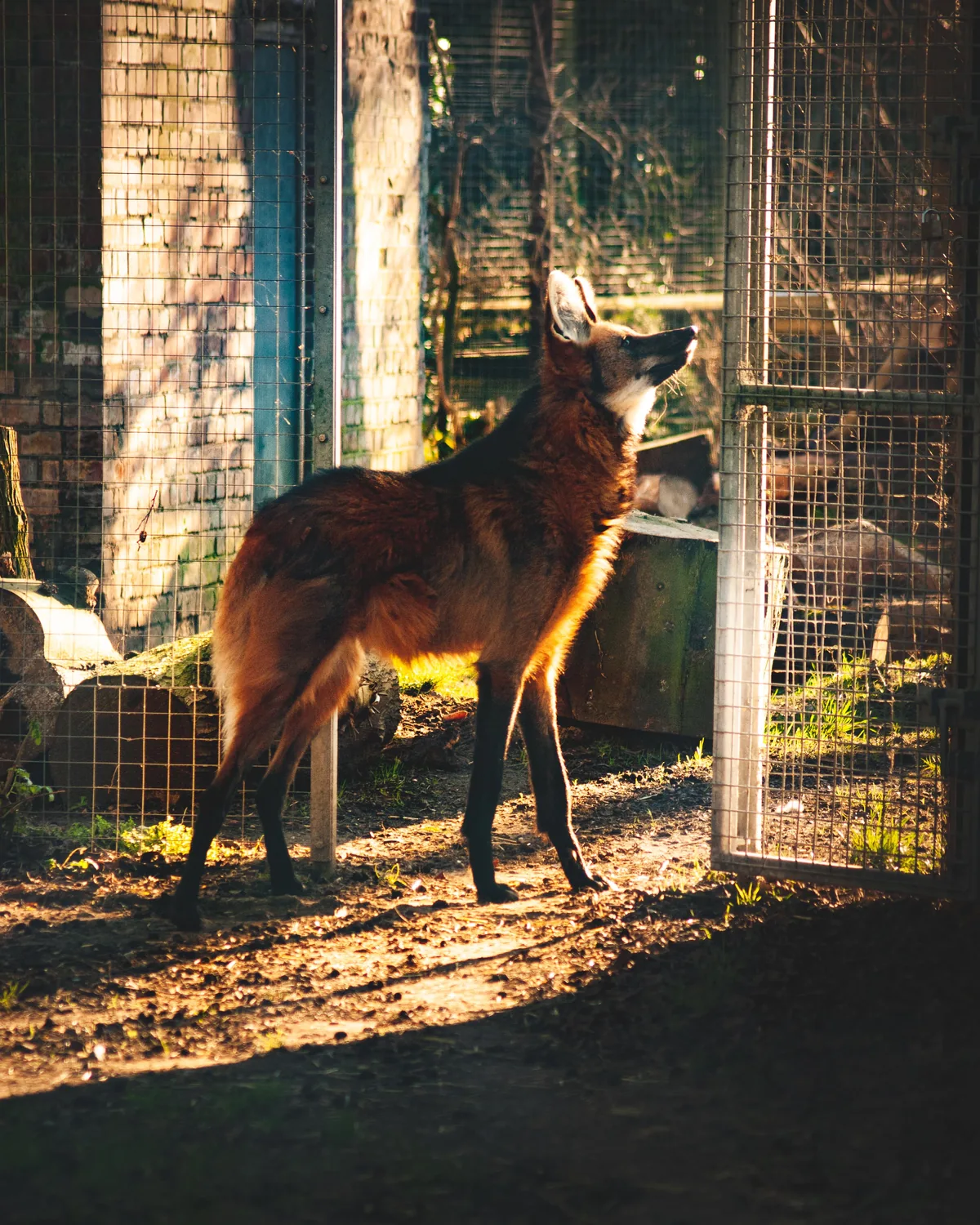 Maned wolf