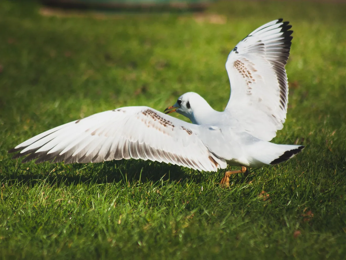 Landing