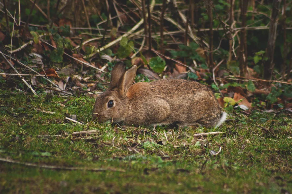 Bun