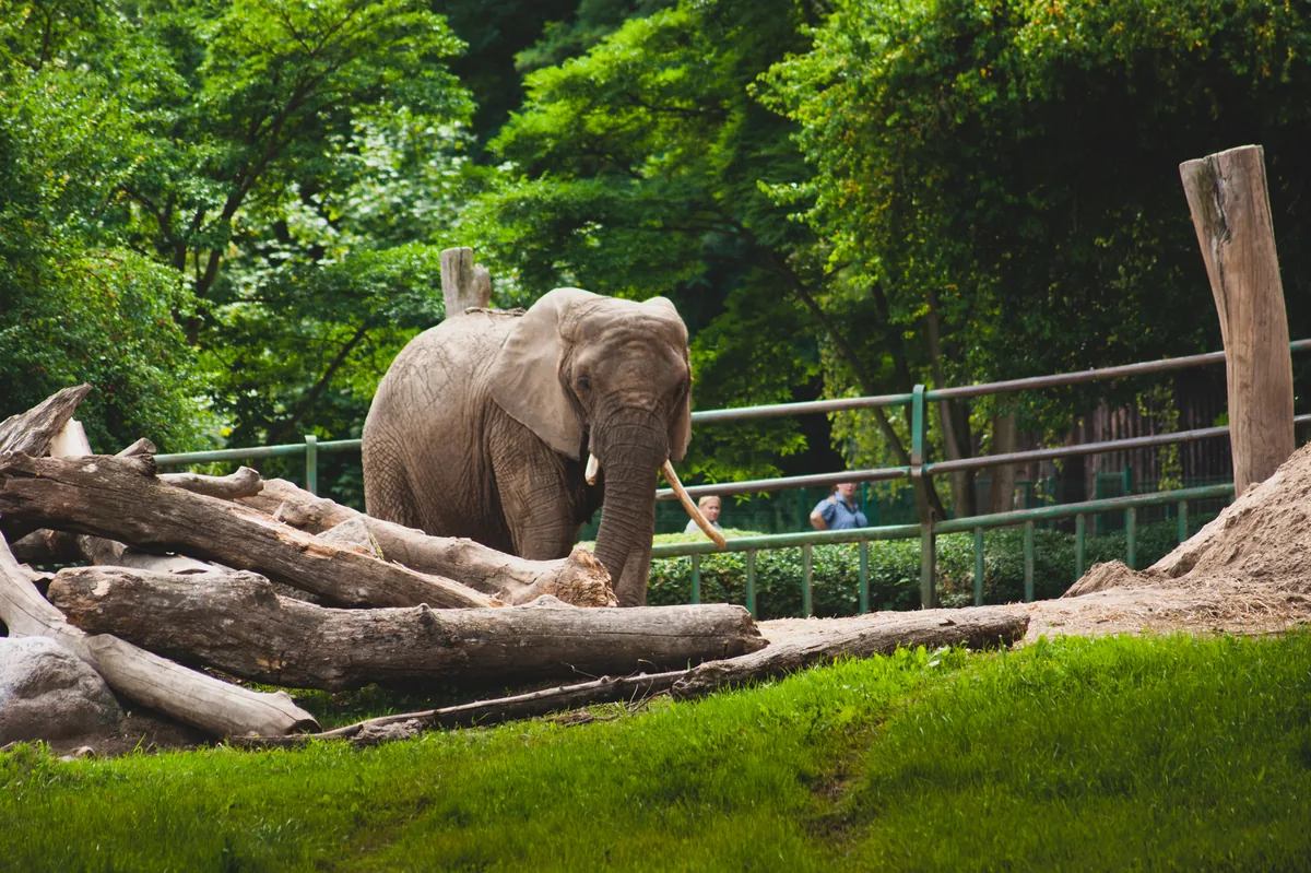 Elephant