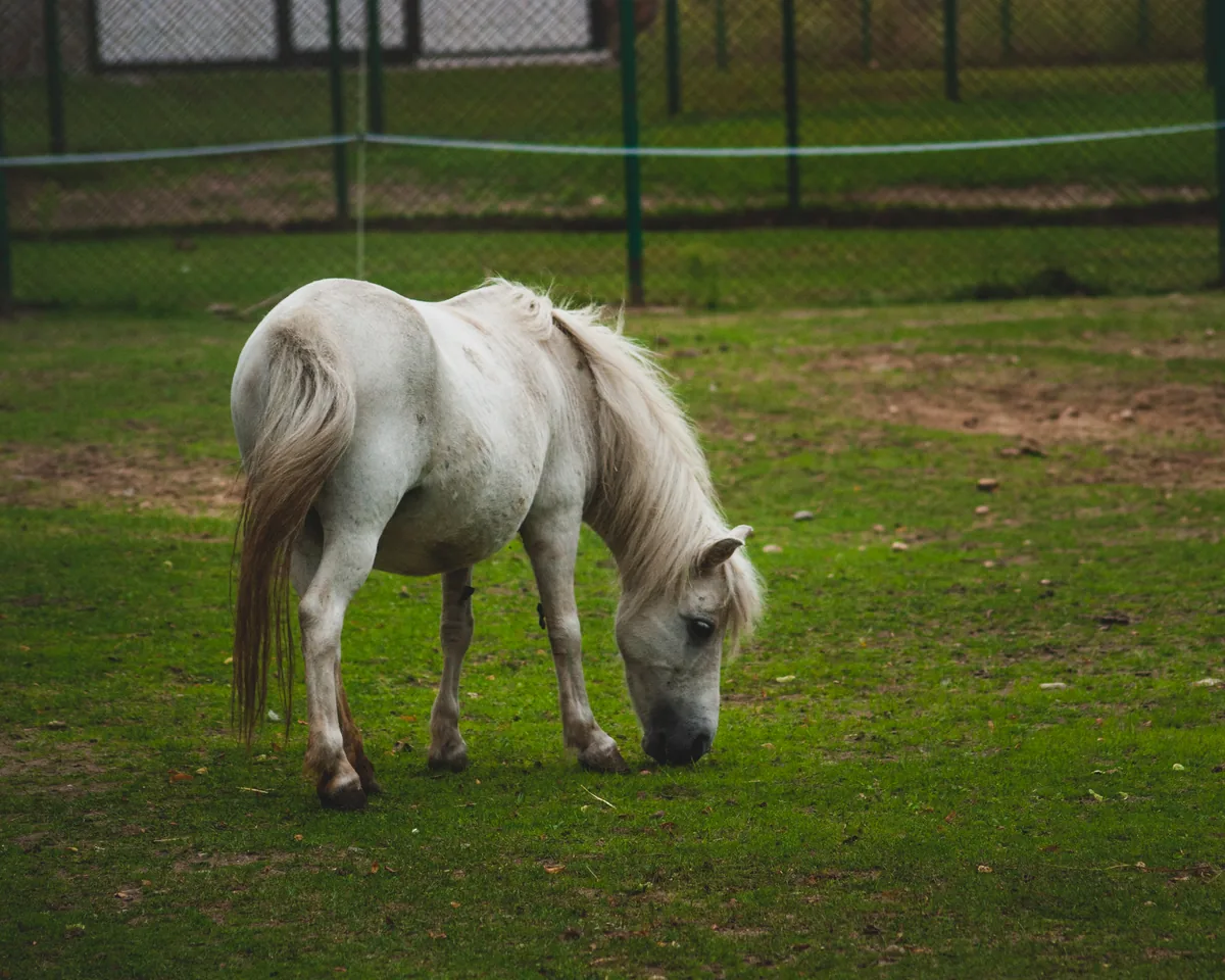 Pony