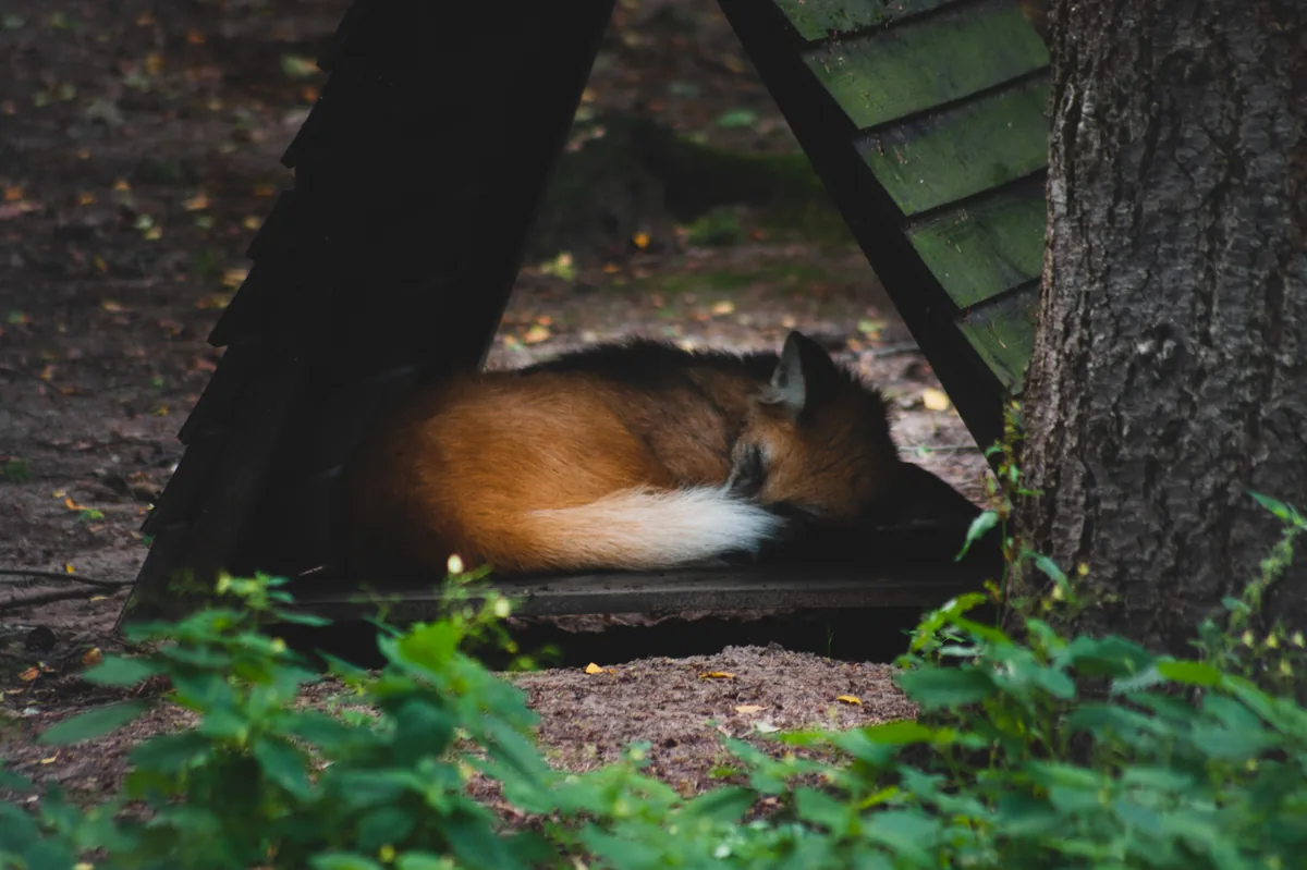 Maned wolf