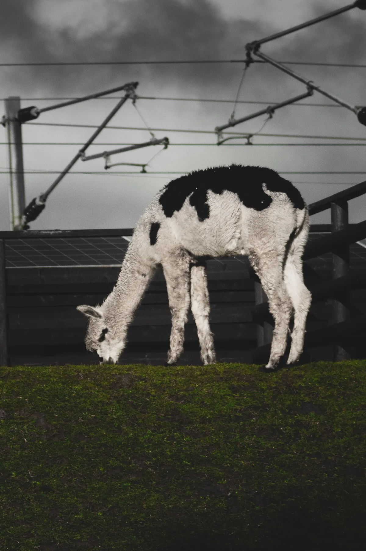 Llama