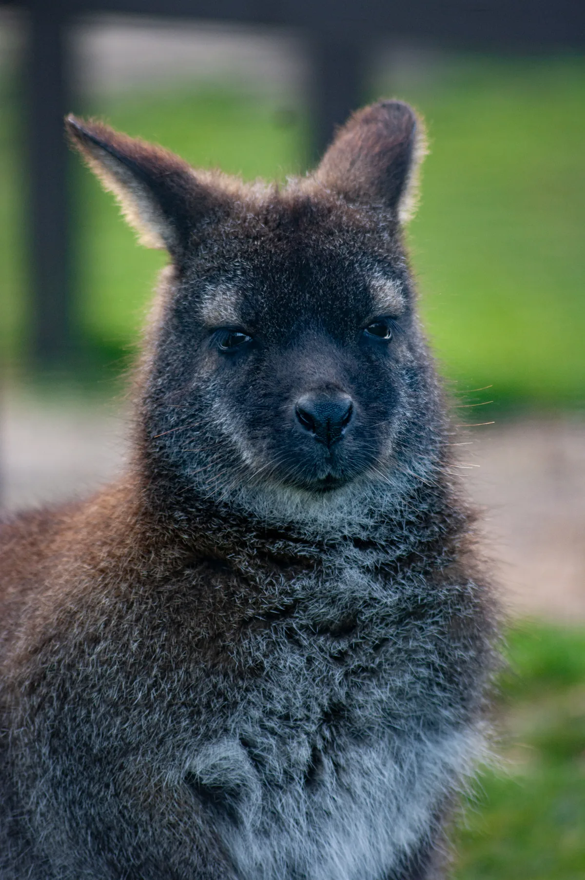 Parma Wallaby